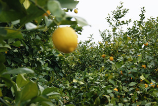 無化学肥料により露地栽培されている瀬戸田レモン