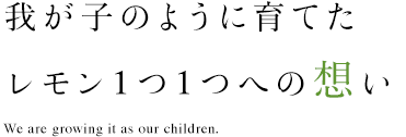 我が子のように育てたレモン１つ１つへの想い