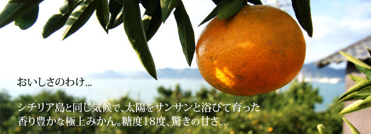 シチリア島と同じ気候で、太陽をサンサンと浴びて育った香り豊かな極上みかん。糖度18度、驚きの甘さ