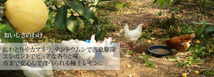 にわとりやカマキリ、テントウムシで害虫駆除。エレガントでピュアな香りと味。皮迄たべられる極上レモン。
